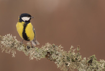 Great Tit - Parus major