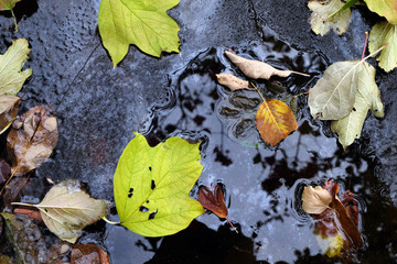 the multi-colored fallen leaves have frozen in ice