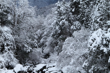 Fototapeta na wymiar 雪の渓谷