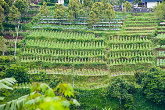 Vegetable terraces on a steep hill, Bandung, Java, Indonesia