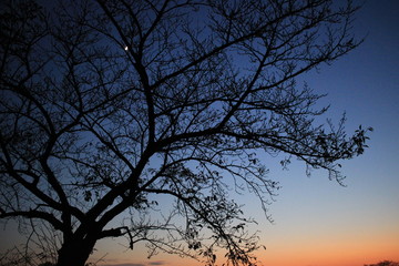 黄昏時の木と月