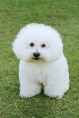 ビションフリーゼ