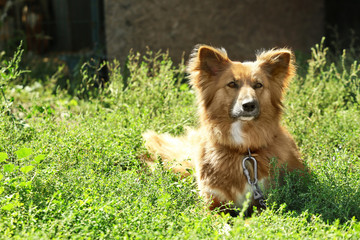 Naklejka premium Fluffy dog on green grass against blurred background