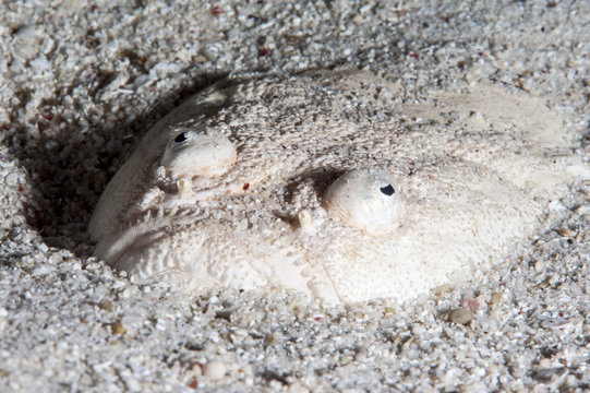 Whitemargin stargazer (Uranoscopus sulphureus), Sulawesi, Indonesia