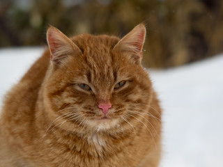 Red cat sitting among the snow drifts