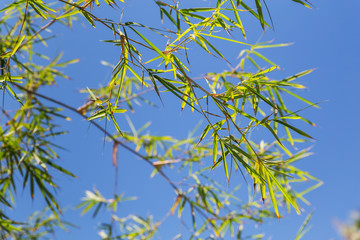 Bamboo tree in front os blue sky