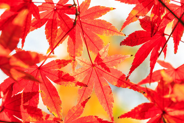 Autumn maple leaves background