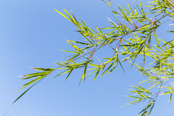 Bamboo tree in front os blue sky
