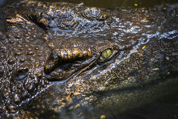 Crocodile in water. Close up
