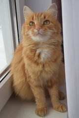 The cat on the windowsill