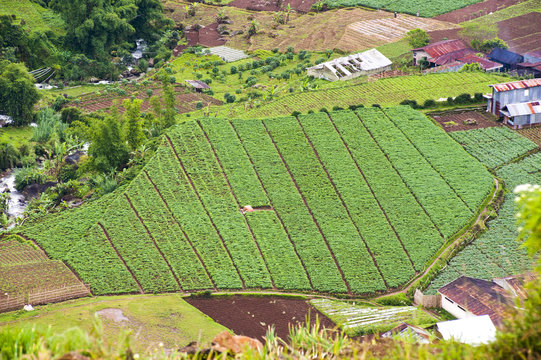 Aerial phot of vegetable fields at Wonosobo, Dieng Plateau, Central Java, Indonesia
