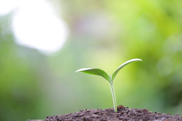 Growing sprout