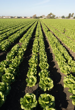 Urban Crop Field Perfect Green Produce Leaf Lettuce