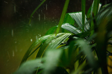 Tropical rain season in asia. Green palm leaves with drops of water on raining nature background.