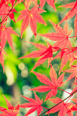 Autumn maple leaves background