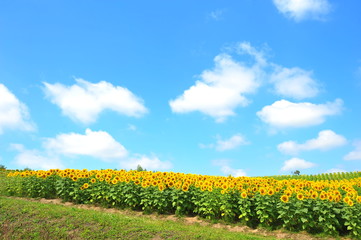 Sunflower Fields in Japan - 130337559