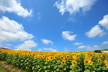 Sunflower Fields in Japan