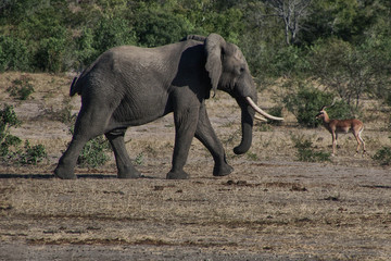 Elefant auf dem Weg zum wasserloch