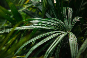 Tropical rain season in asia. Green palm leaves with drops of water on raining nature background.