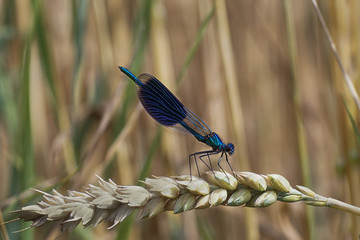 Blaue Libelle im Kornfeld