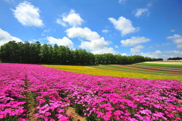 Colorful Flower Fields in Japan