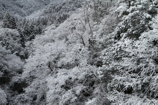 雪の雑木林