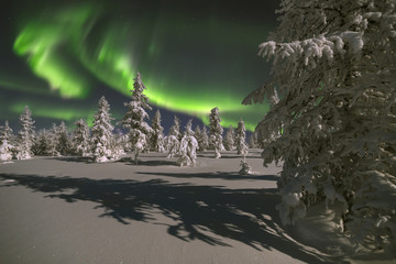 Northern Lights - Aurora borealis over snow-covered forest. Beautiful picture of massive...