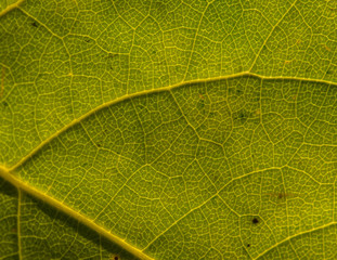 Veins on a fallen autumn leaf close up