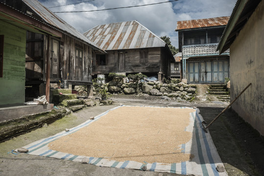 Coffee beans drying in the sun in a village in the foothills of Sinabung Volcano, Berastagi (Brastagi), North Sumatra, Indonesia