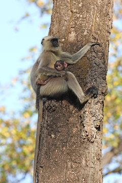Gray langur (Hanuman langur) (Semnopithecus hector), Bandhavgarh National Park, Madhya Pradesh 