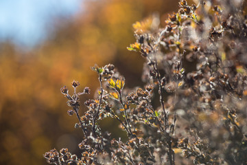 Small leaves on a bush changing color in autumn