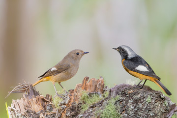 Beautiful birds standing on the log at sunrise.Couple of birds,Daurian redstart ,female with brown face and male with black face  looking at each other in the highland forest ,migration species
