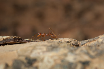 closed up : Red ant  working on tree  in the garden