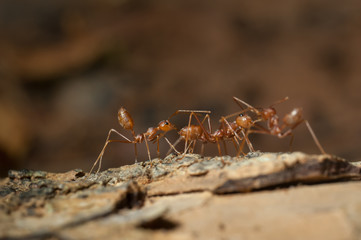 closed up : Red ant  working on tree  in the garden