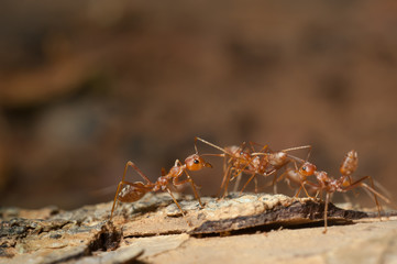 closed up : Red ant  working on tree  in the garden