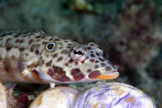 Java sandperch (Parapercis xanthozona), unusual for Sulawesi, as normally only found in waters off Java and Bali, Sulawesi, Indonesia