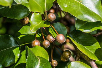 A group of Callery/Bradford Pear (Pyrus calleryana) fruit with leaves. © sherryvsmith