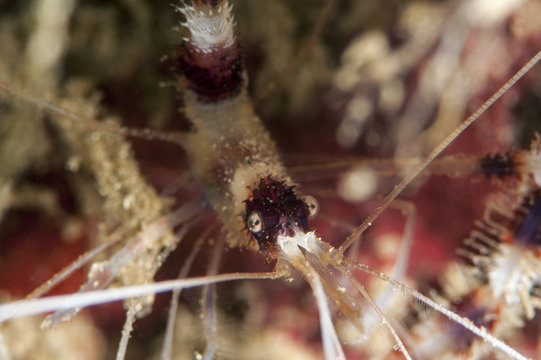 Banded coral shrimp (Stenopus hispidus), Sulawesi, Indonesia