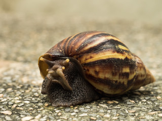 Snail climbing