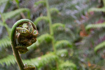 Fern rolled into spirals