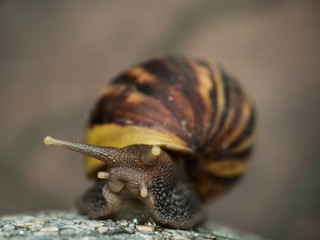 Snail climbing