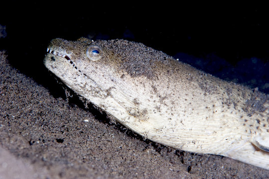 King spotted snake eel (Ophichthus ophis), Dominica