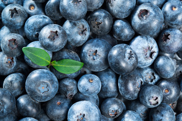 Fresh blueberry, food background
