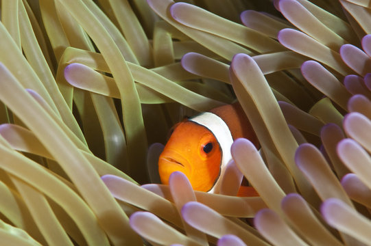 Clarks anemonefish (Amphiprion clarkii), Sulawesi, Indonesia