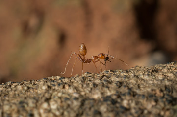 closed up : Red ant  working on tree  in the garden