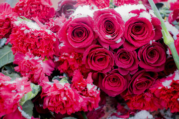 Background frozen red roses and carnations