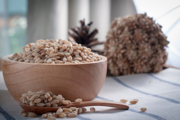 pearls barley grain seed on background.