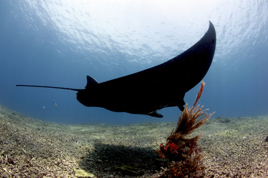 Manta ray over rubble reef, Komodo, Indonesia