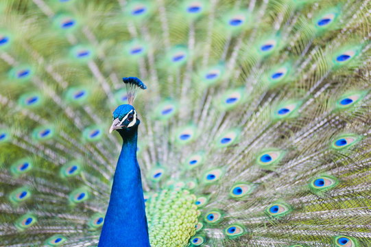 Male Peacock (Pavo cristatus) displaying Plumage at Leeds Castle, Maidstone, Kent