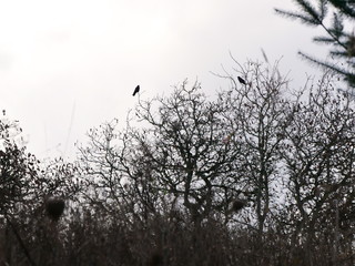 Birds of Nature